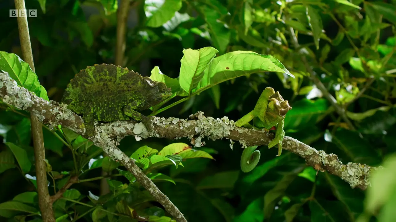 Yellow-crested Jackson's chameleon (Trioceros jacksonii xantholophus) as shown in The Mating Game - Jungles: In the Thick of It